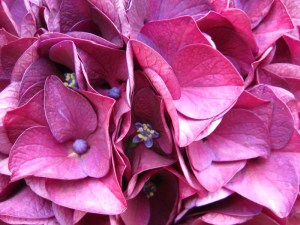 hortensia-Biarritz_1486