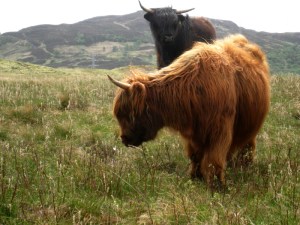 dans les Trossachs_1575