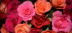 quarante roses_2150