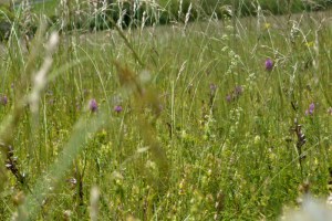 Galembrun champ_2610