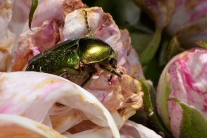 scarabée_2603