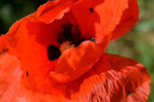 Galembrun31mai14_2671