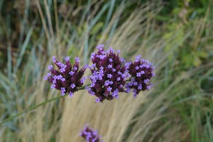 Lachapelle21août14_3483