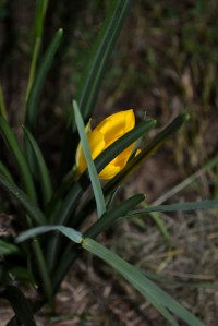 colchique ou crocus? 25août14_3621