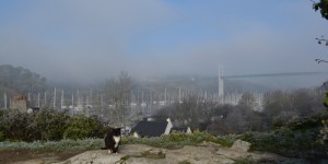 La Roche Bernard_31déc14_4716