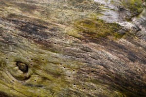 lac de Mouriscot_5332