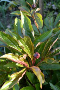 pivoine de Shanghai_5631