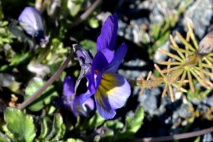 11juin_Hveragerdi_7351