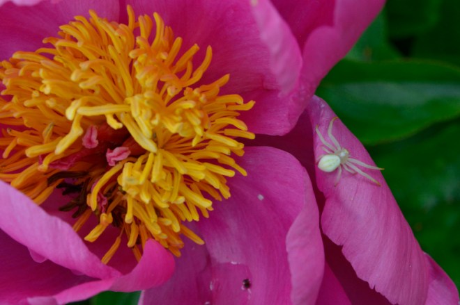 12mai_pivoine et Cie