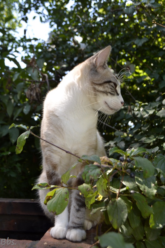 28juillet2016_Carabistouille