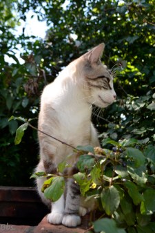 28juillet2016_Carabistouille