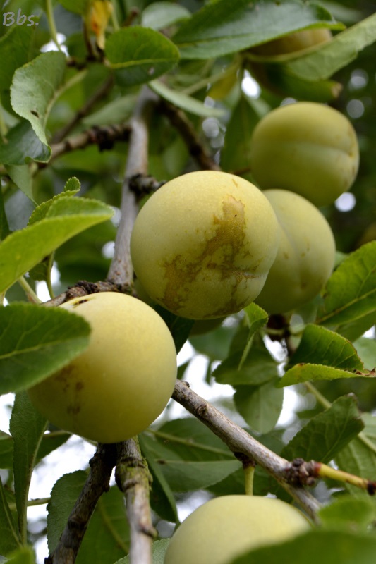 31juillet2016_reine-claude