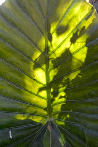 5sept2016_ombres-et-soleil