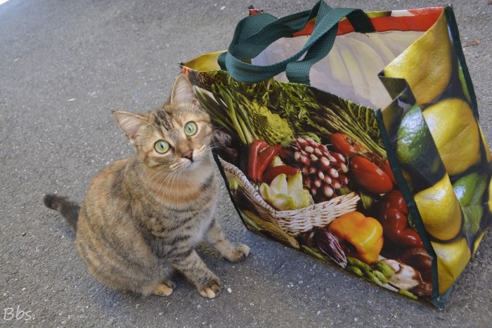 22-10-2016_dans-les-rues-de-cereste