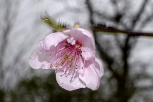 05fevrier2017_courageuse