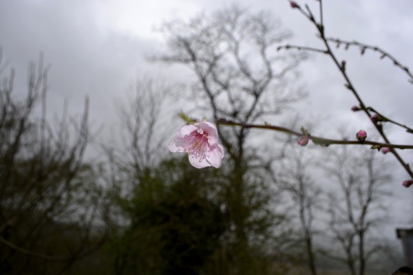 05fevrier2017_promesse