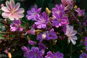 10avril17_17_fleurs des Alpes