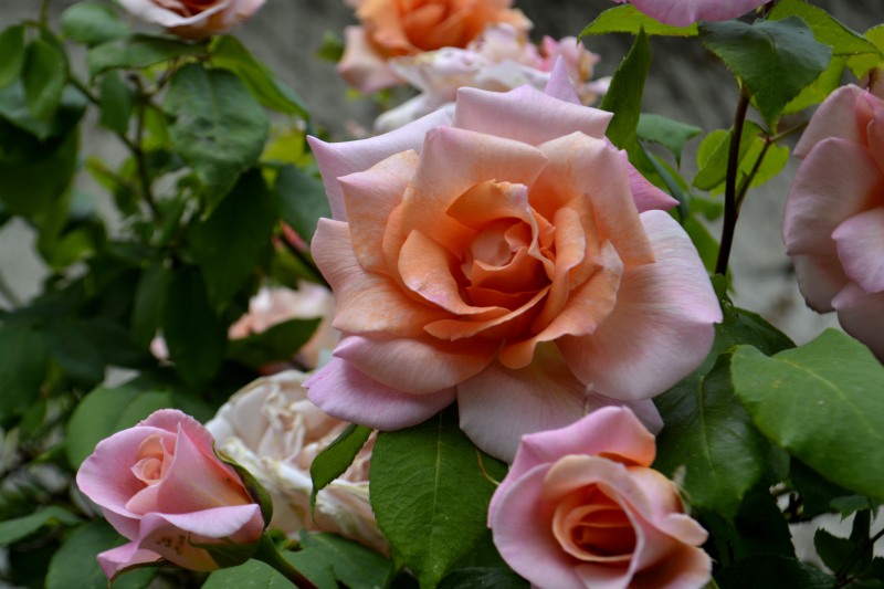 25avr17_01_vieux rosier