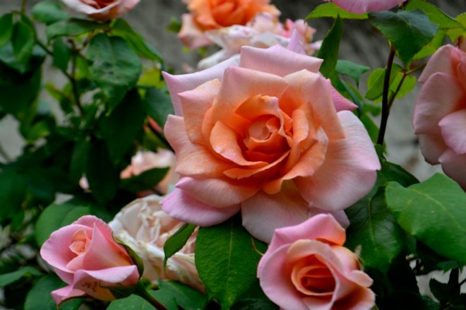 25avr17_01_vieux rosier