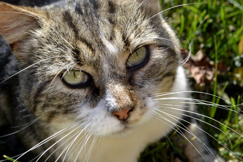 10_30octobre17_Browny