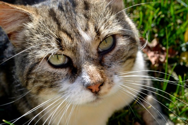 10_30octobre17_Browny