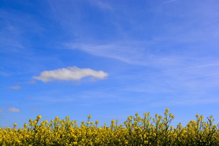 03_5avril18_balade_colza