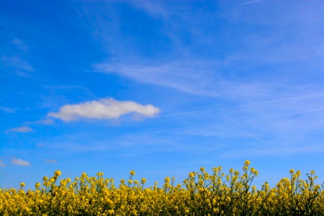 03_5avril18_balade_colza