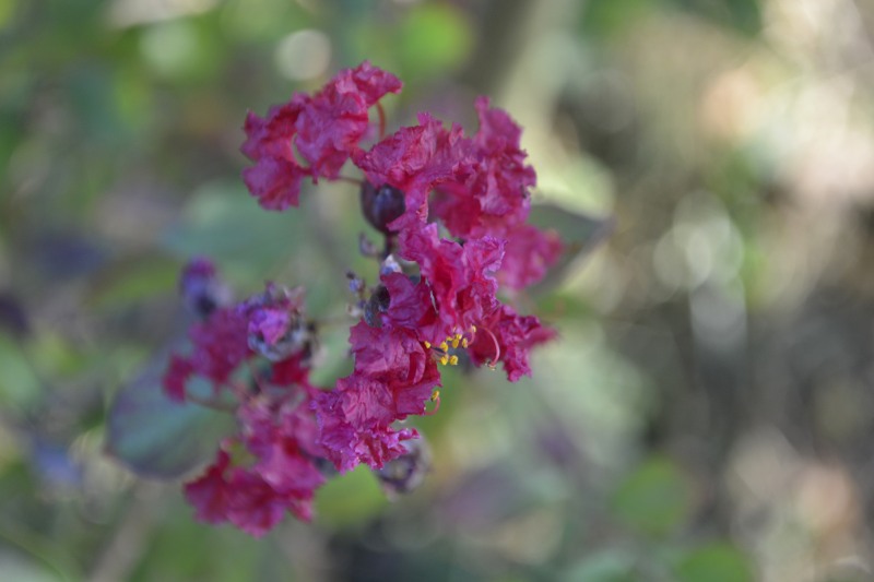 03_22août18_lagerstroemia