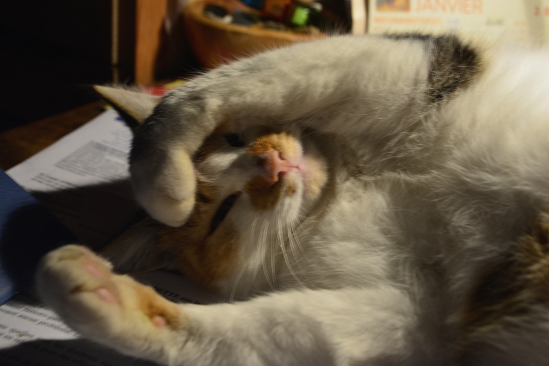 099_30nov18_Flipelette