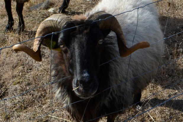 Petit tour campagnard