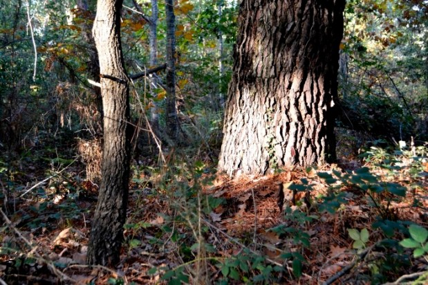Forêt d&rsquo;automne