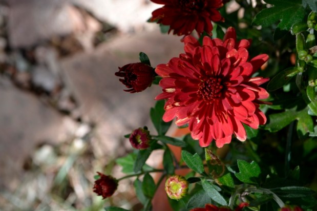 Jardin d&rsquo;automne