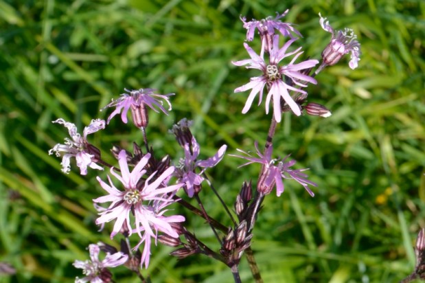 Adishatz François…