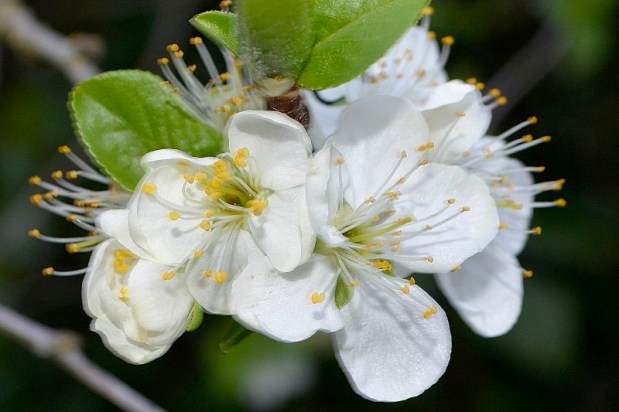 1er mars au&nbsp;jardin