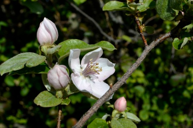 Printemps confiné J8