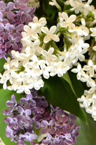 Lilas