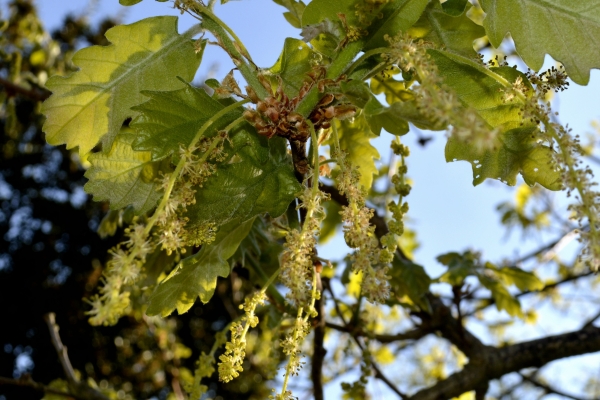 Pâques 2020, samedi