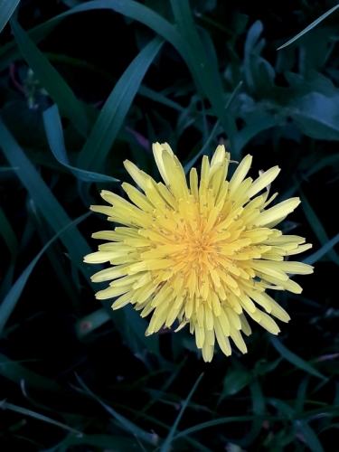 Le champ des&nbsp;voisins