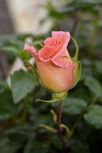 … des perles de&nbsp;pluie