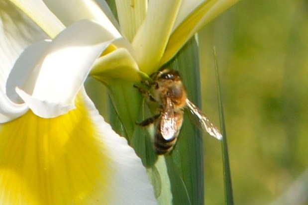 jardins de village,&nbsp;2