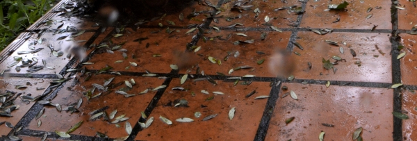 Les saints de&nbsp;glace