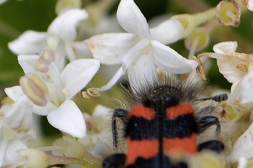 Insectes et graminées