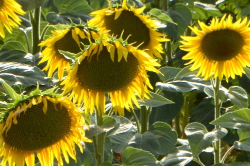 Tournesols, encore