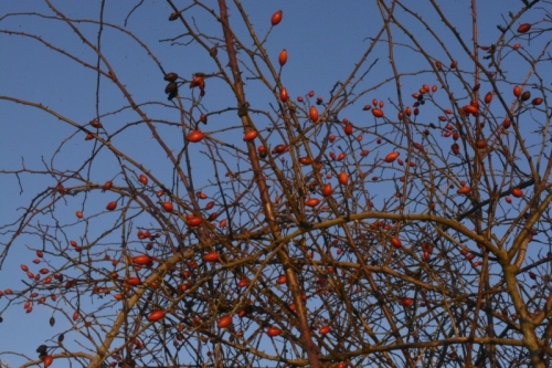 Champs, haies, campagne