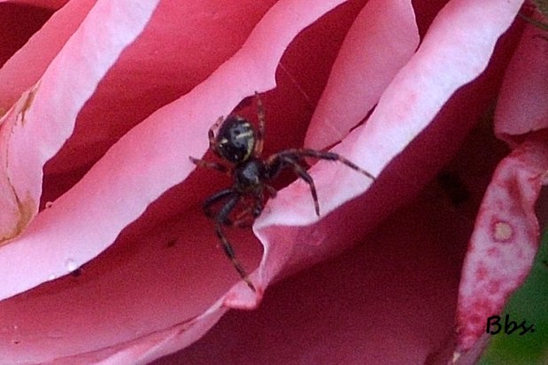 Roses, mais aussi…