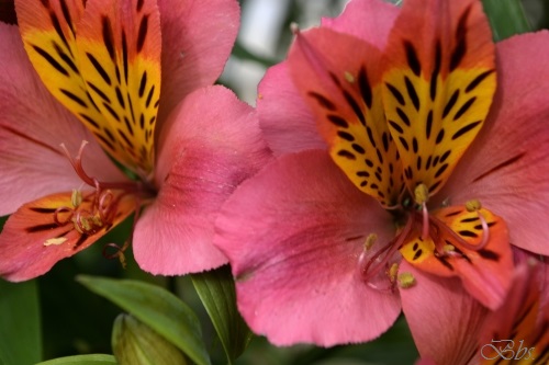 Derniers jours d&rsquo;octobre…