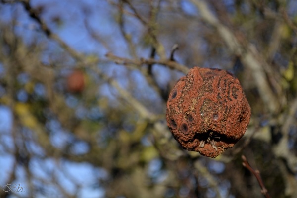 Tour de champ,&nbsp;novembre