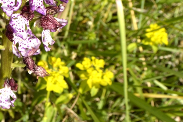 (petit) tour de&nbsp;champ