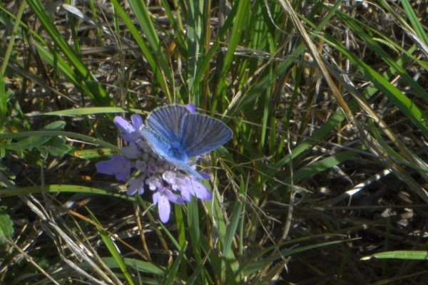 Tour de champ, la&nbsp;reprise