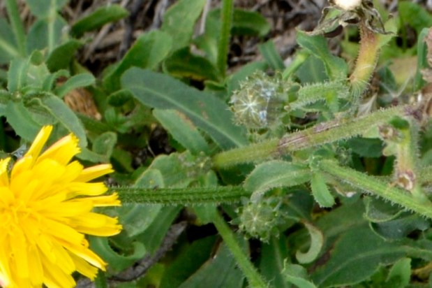 Plaine, la plaine…